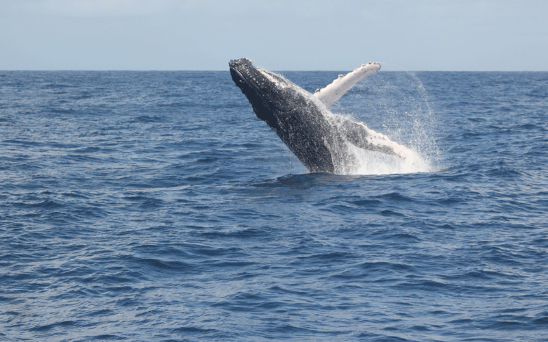 Protecting marine mammals