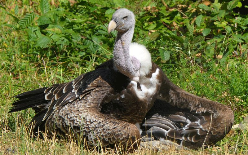 Saving misunderstood scavengers