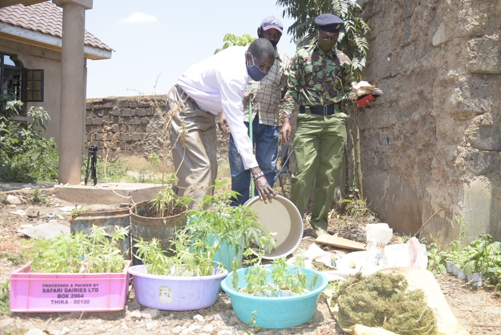 Three bhang growers arrested in Thika