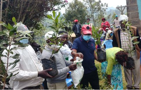 Kiambu tea and coffee farmers urged to embrace macadamia