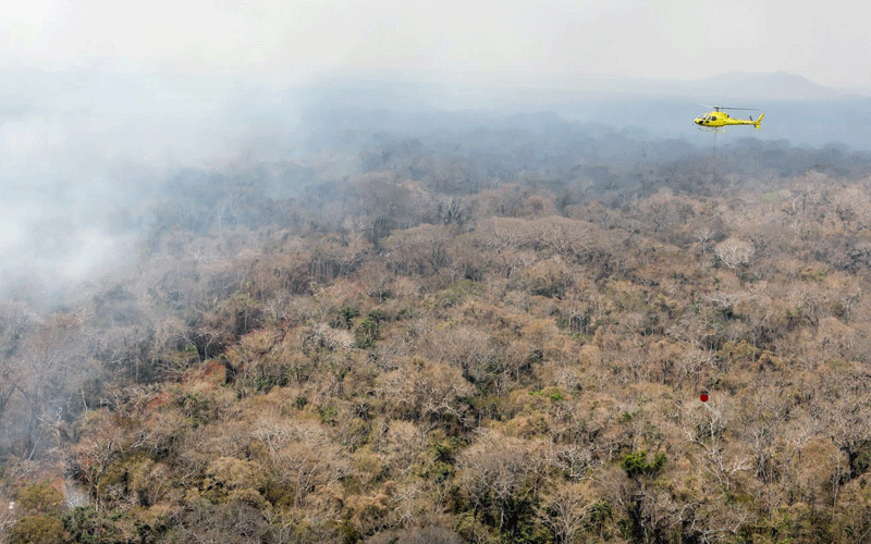 Amazon risks tipping to Savanna