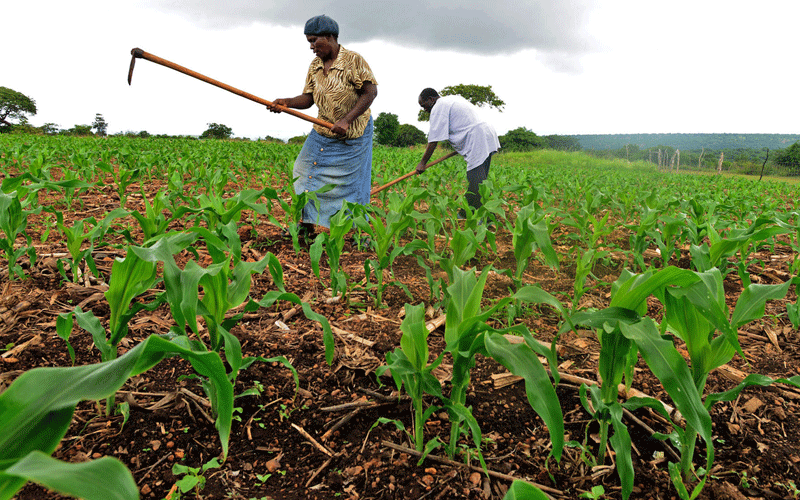 Delayed release of funds to NCPB hurts farmers