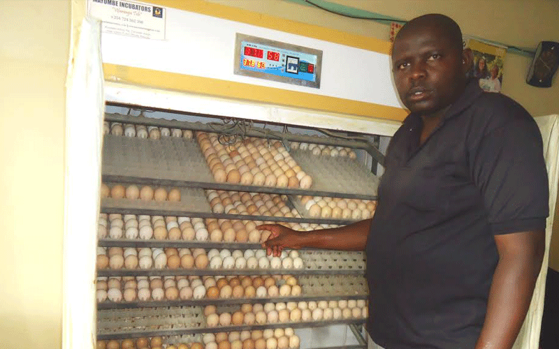 Kisumu poultry farmers upbeat as business rebounds