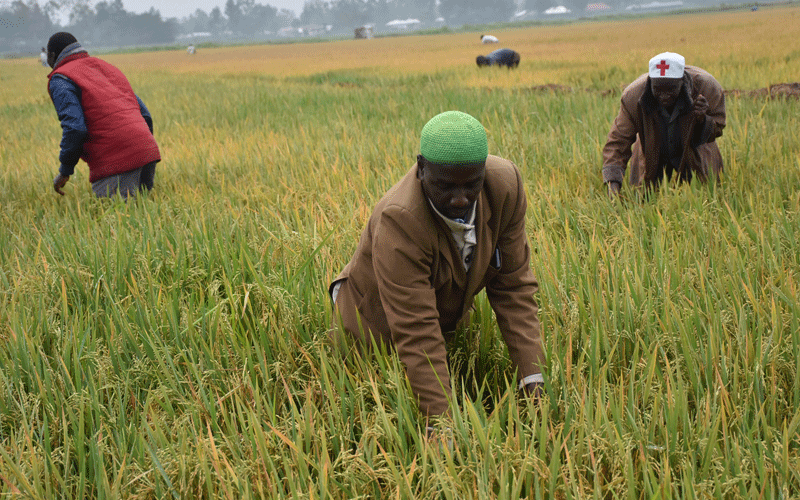 Kenyan researchers develop disease resistant rice