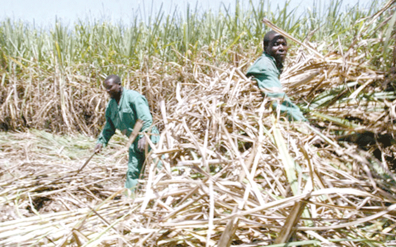 Sweet news for cane farmers as factories rejig payment plan