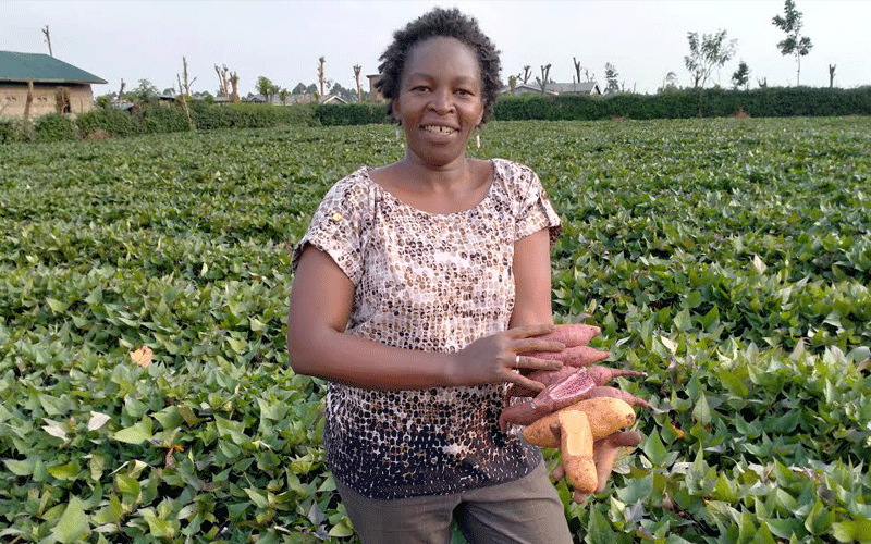 Murang’a farmer finds fortune in rare sweet potato varieties