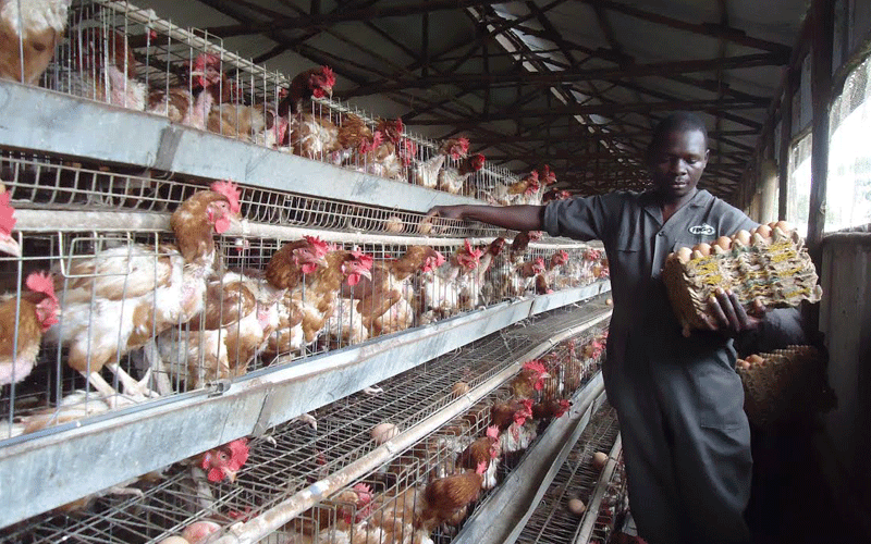 Siaya farmers find fortune in efficiently run poultry farm