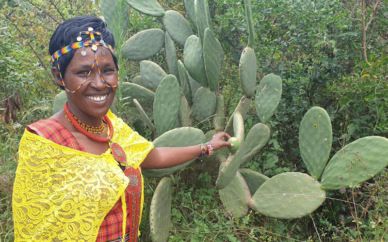 Dreaded invasive plant now a blessing for Laikipia farmers