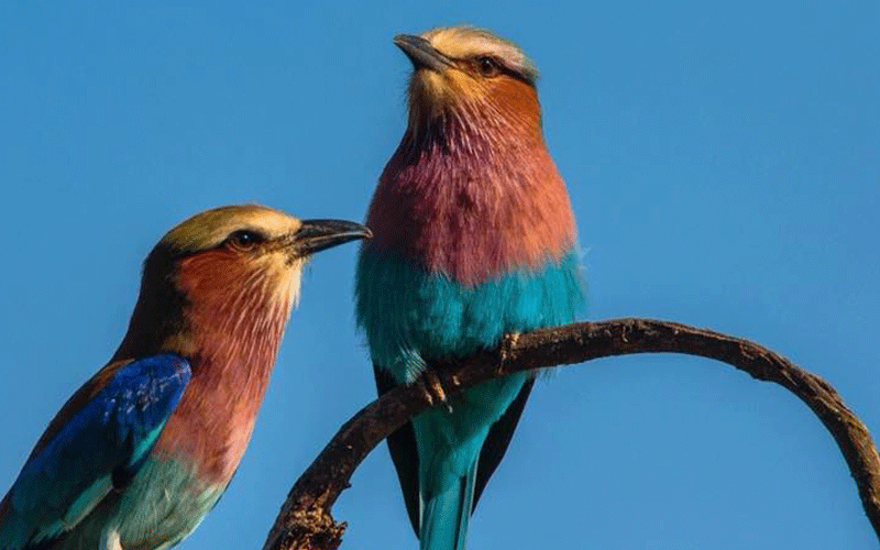 Discovering the new world of birding safaris