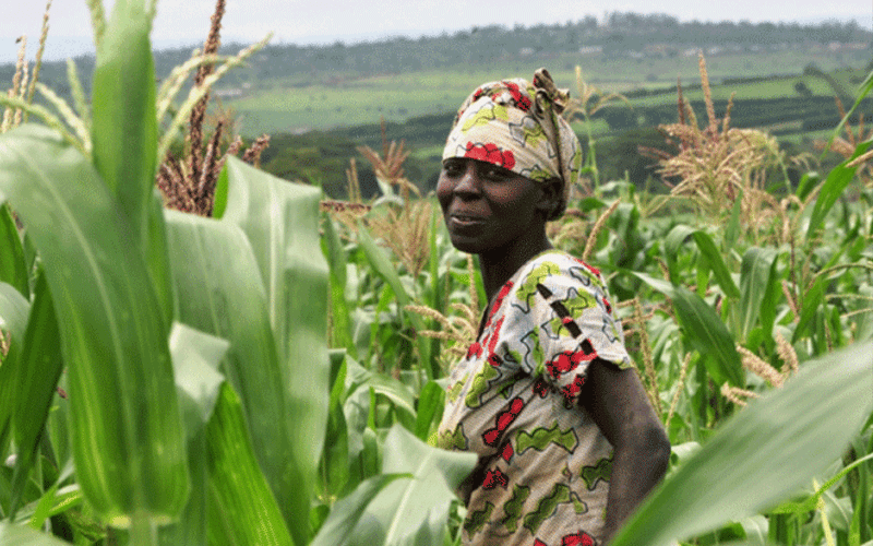 It’s a not so merry Xmas for Kakamega farmers