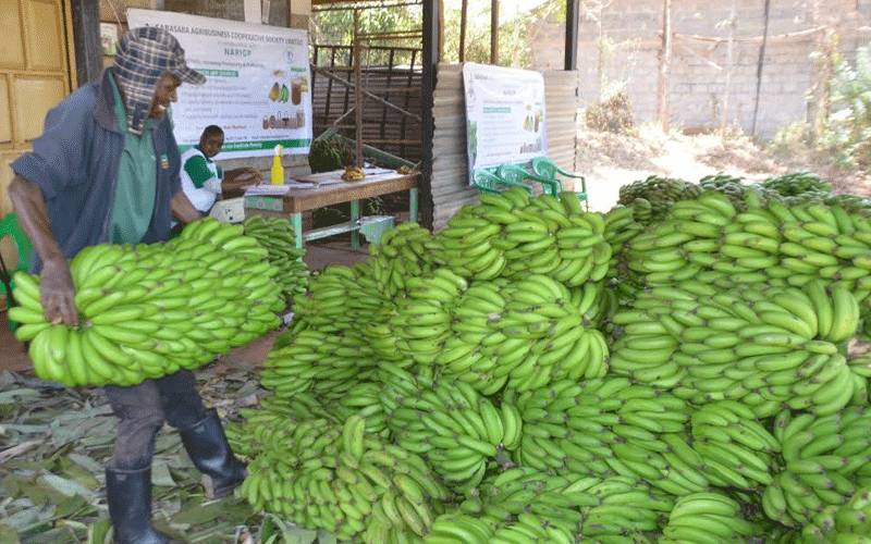 Group saves banana farmers from oppressive brokers