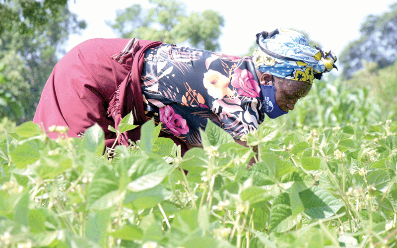 Tharaka food basket grows, thanks to modern practice