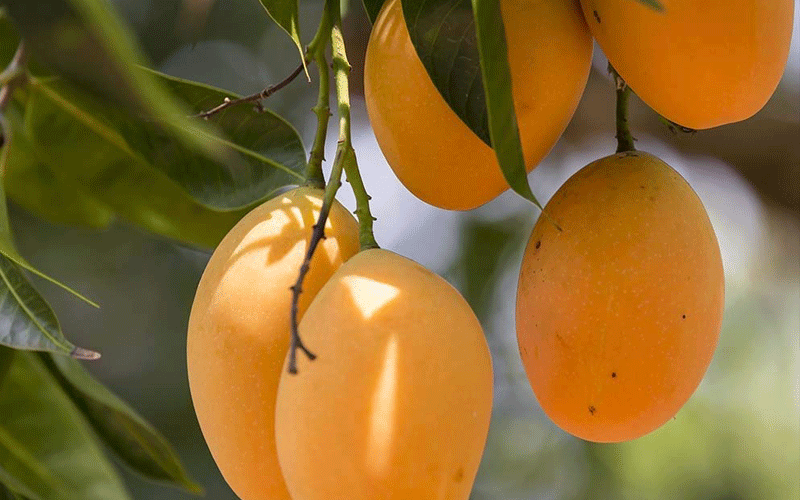 Mango farmers to benefit after country lifts self-ban