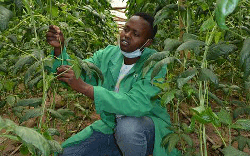 Youth tries hand on rare Chinese bean with success