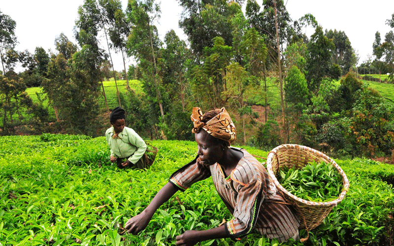 Women farmers to gain from insurance plan