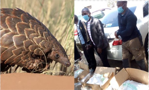 Six arrested in possession of pangolin scales