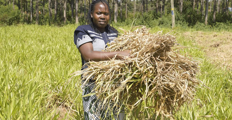 Young farmer thrives through fodder crop production