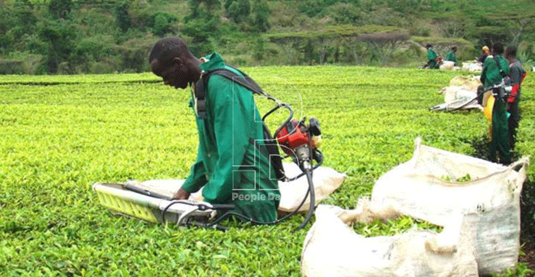 KTDA announces new monthly payment model for farmers