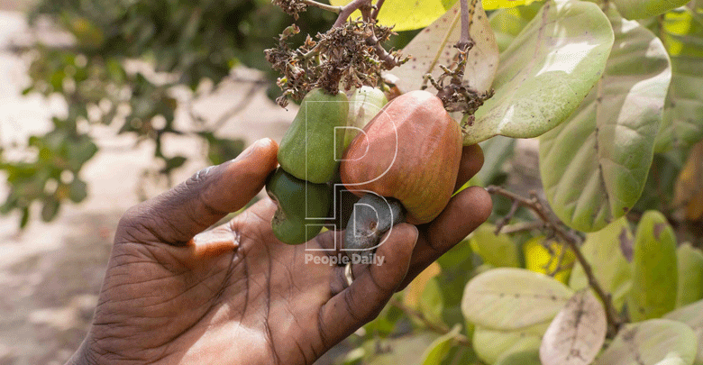 State rolls out game plan to revive ailing cashew nut sector, put cash in pockets