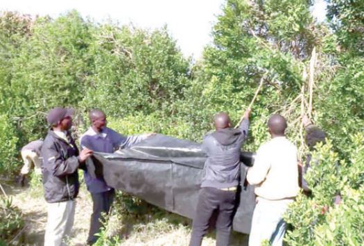 Desert locusts: Blessing in disguise for Laikipia youth