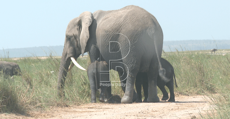 Concerns rise over dwindling Amboseli ecosystem