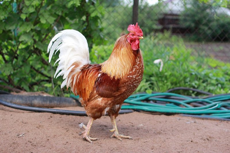 India: Cockerel kills  owner, gets arrested and transferred to animal farm