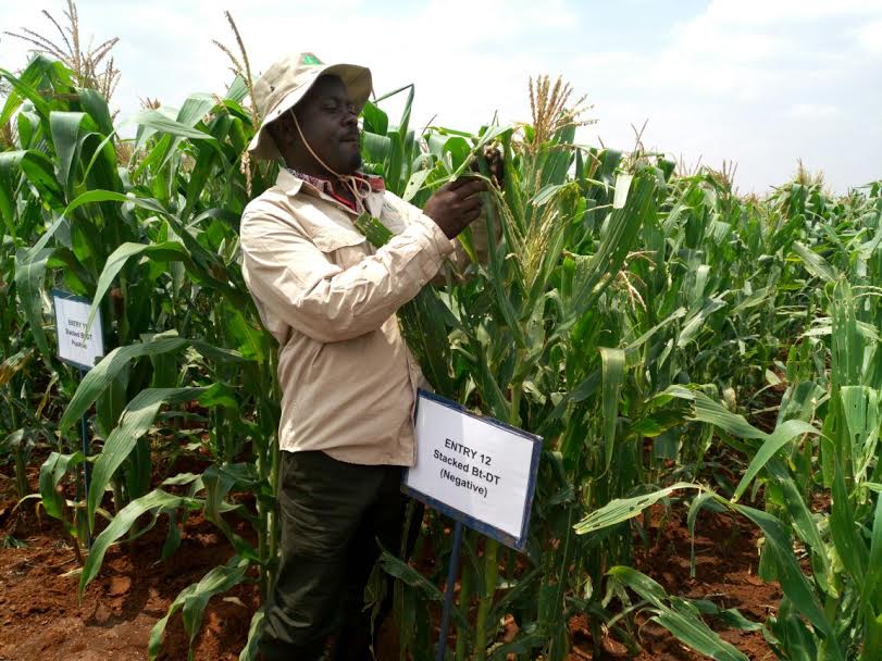 Bt maize promises an end to aflatoxin menace