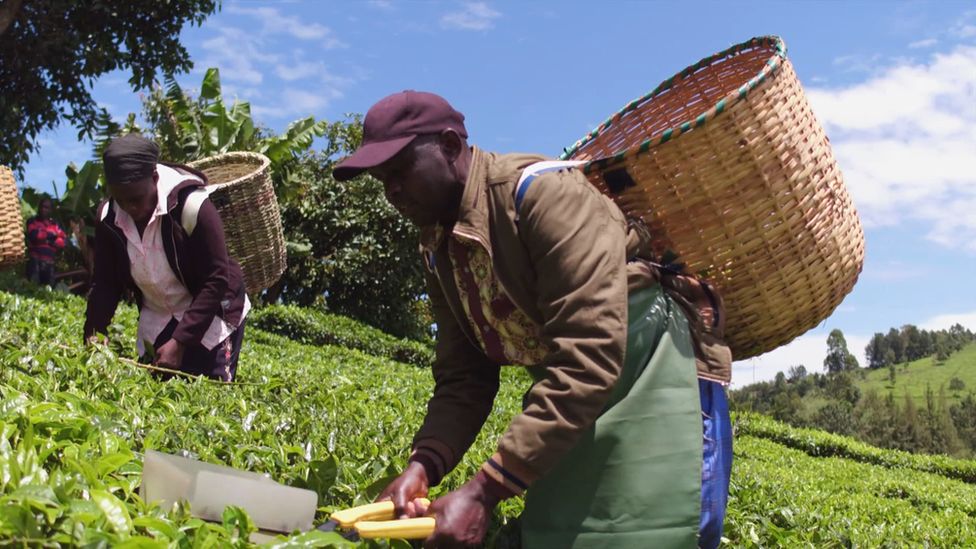 Kenyan farm workers sue James Finlay in a Scottish court