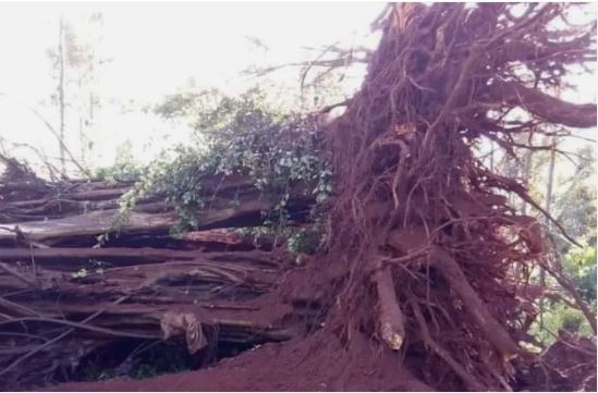 Mugumo tree falls in Kiambu, locals read end of rule