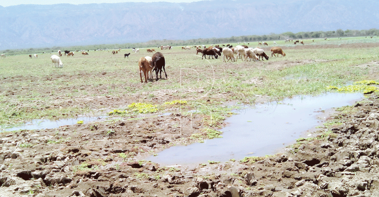 Human activity threat to Kamnarok ecosystem