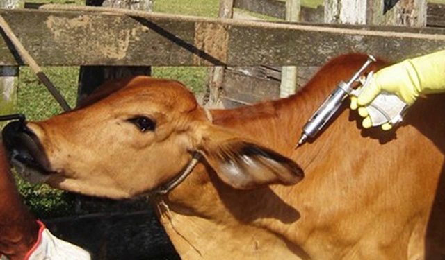 Bomet: Over 15,000 animals to get vaccinated