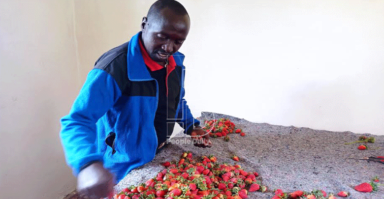 Finding gold in chandler strawberry farming