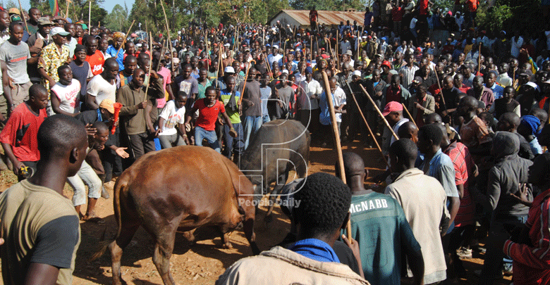 Bull fighting stifles war on Covid in Kakamega