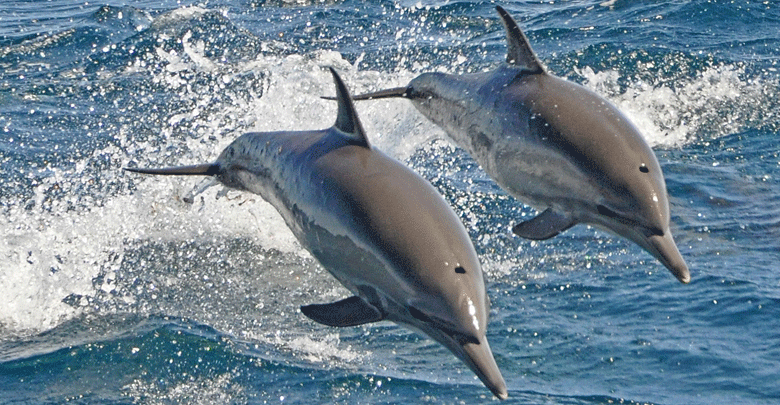 Fishermen, Italian investor clash over death of dolphins