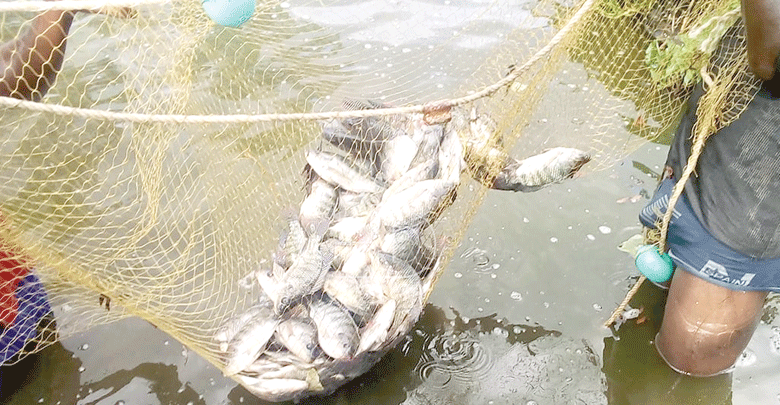 State plan to boost fish production