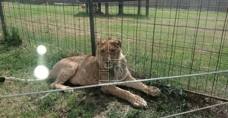 Animal parks remain open but no visitors in site