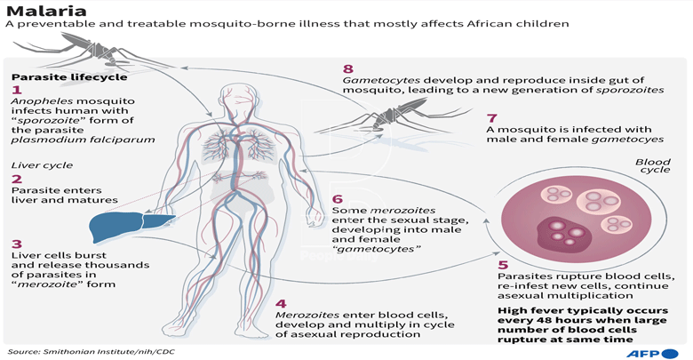 Sh24b gap in fight against killer malaria