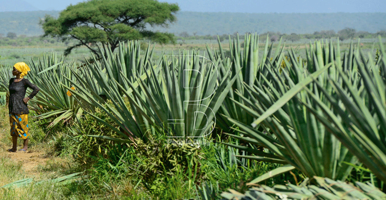 Kenya’s sisal export earnings hit Sh1.2b as markets recover