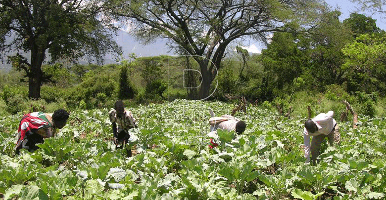 Marakwet youth enjoy fruits of shared labour