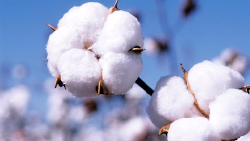 Bt cotton promises higher yields, profits for farmers