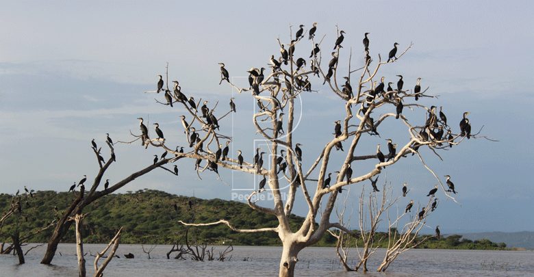 Why migratory birds need to be protected