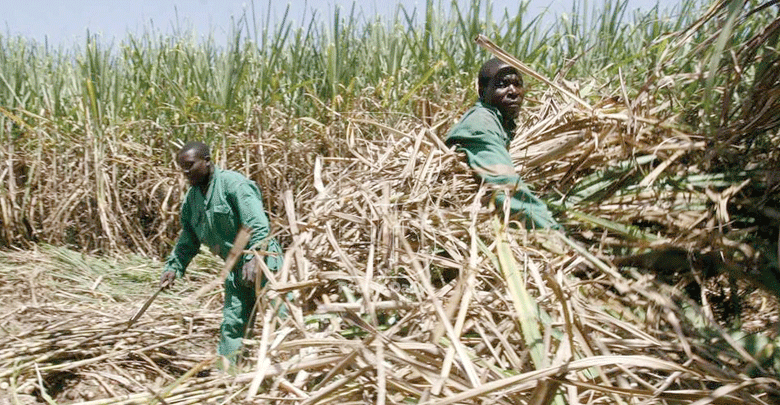 Lack of research funding  threatens sugar industry