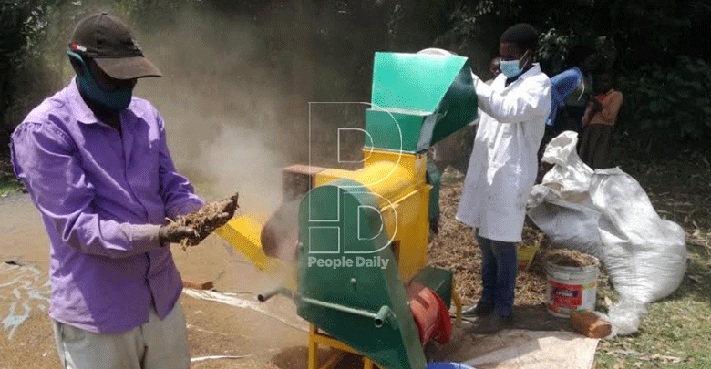 New threshing technology to ease finger millet grain preparation pain