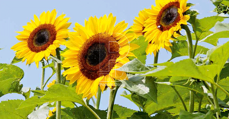 Over 3,000 sunflower farmers get cash boost