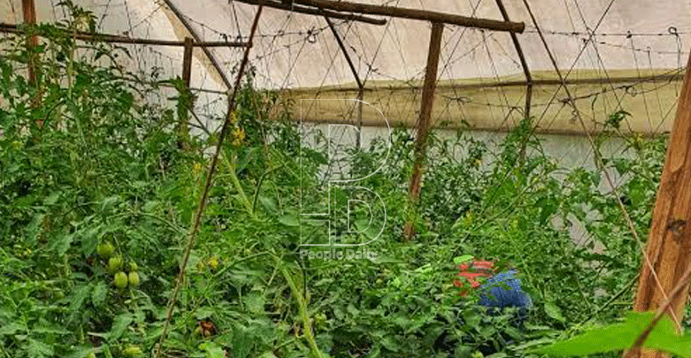 Hotelier finds respite in greenhouse farming