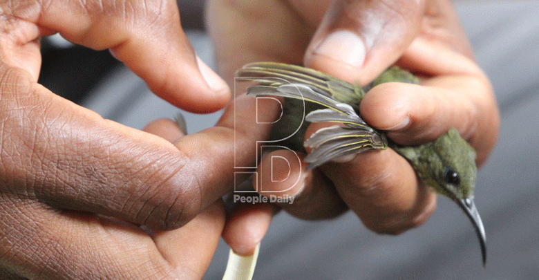 Bird protectors of Kilifi