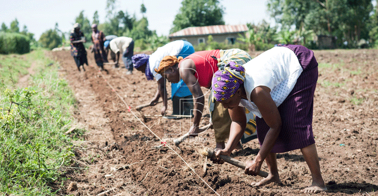 Weeds, worms and pests eat trillions of farmers’ income