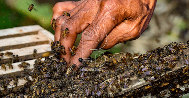 Bee decline forces farmers to go for hand pollination