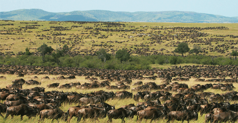 Wildebeests to cross into Mara in week’s time, but no tourists in sight