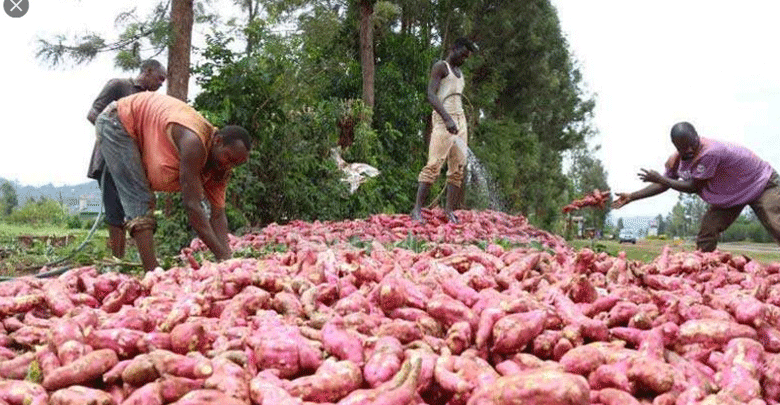 Premier potato factory to up  yields, generation of income